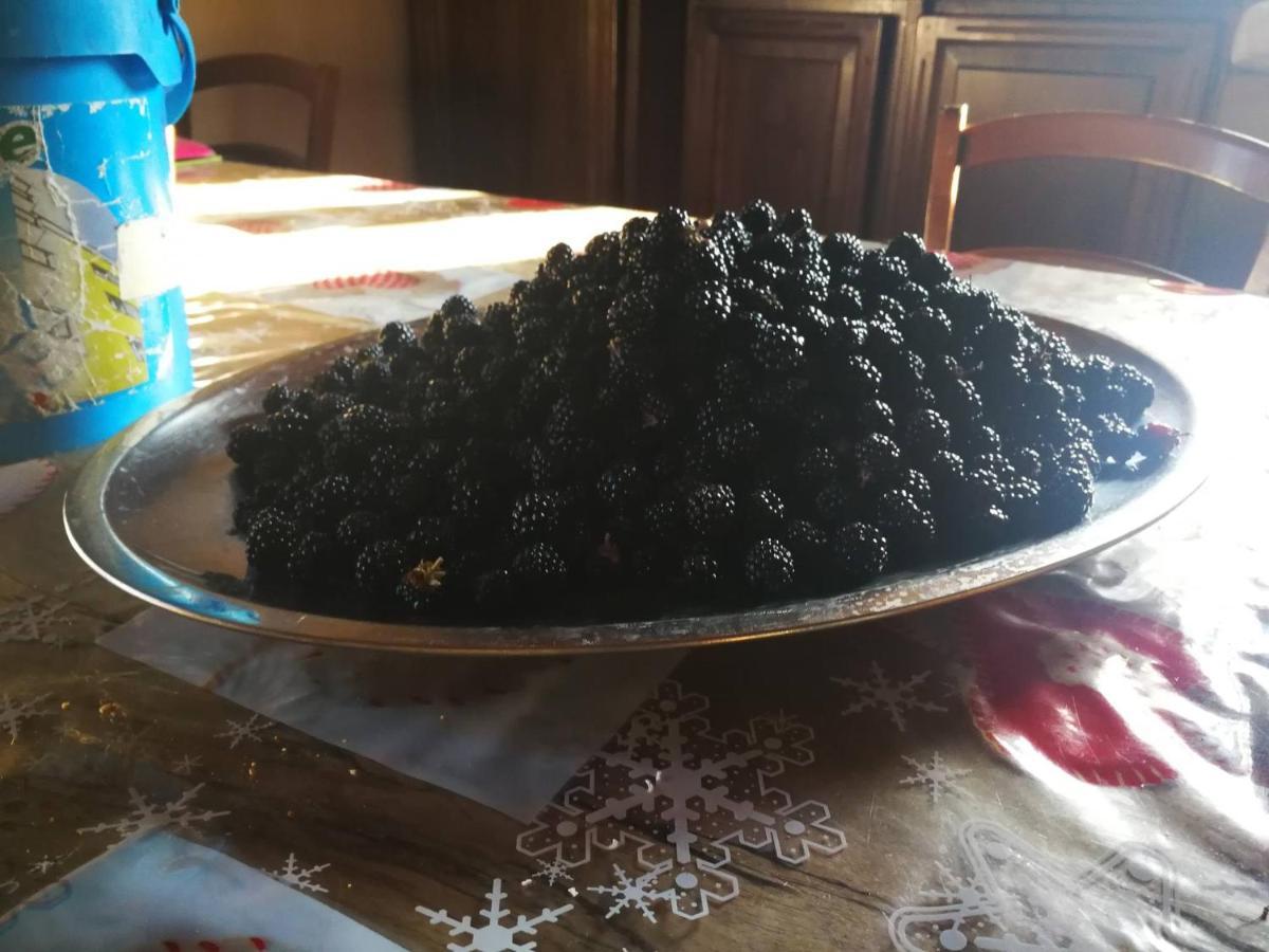 Masseria Le Querciole Fauglia Bagian luar foto