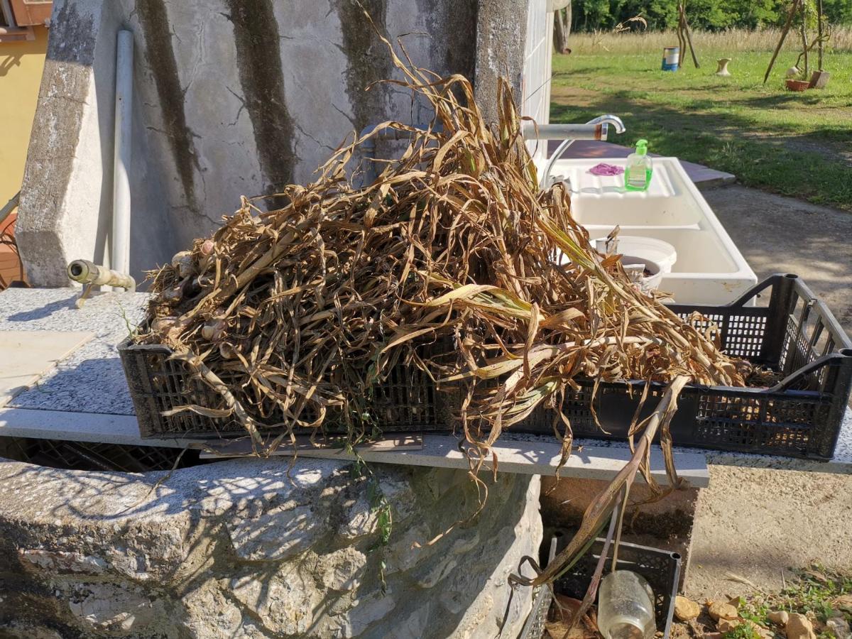 Masseria Le Querciole Fauglia Bagian luar foto