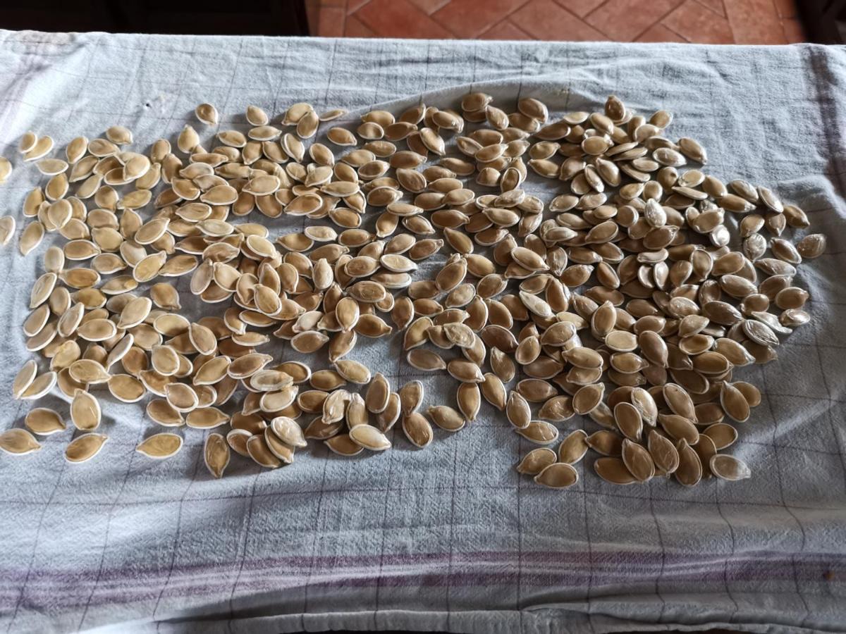 Masseria Le Querciole Fauglia Bagian luar foto