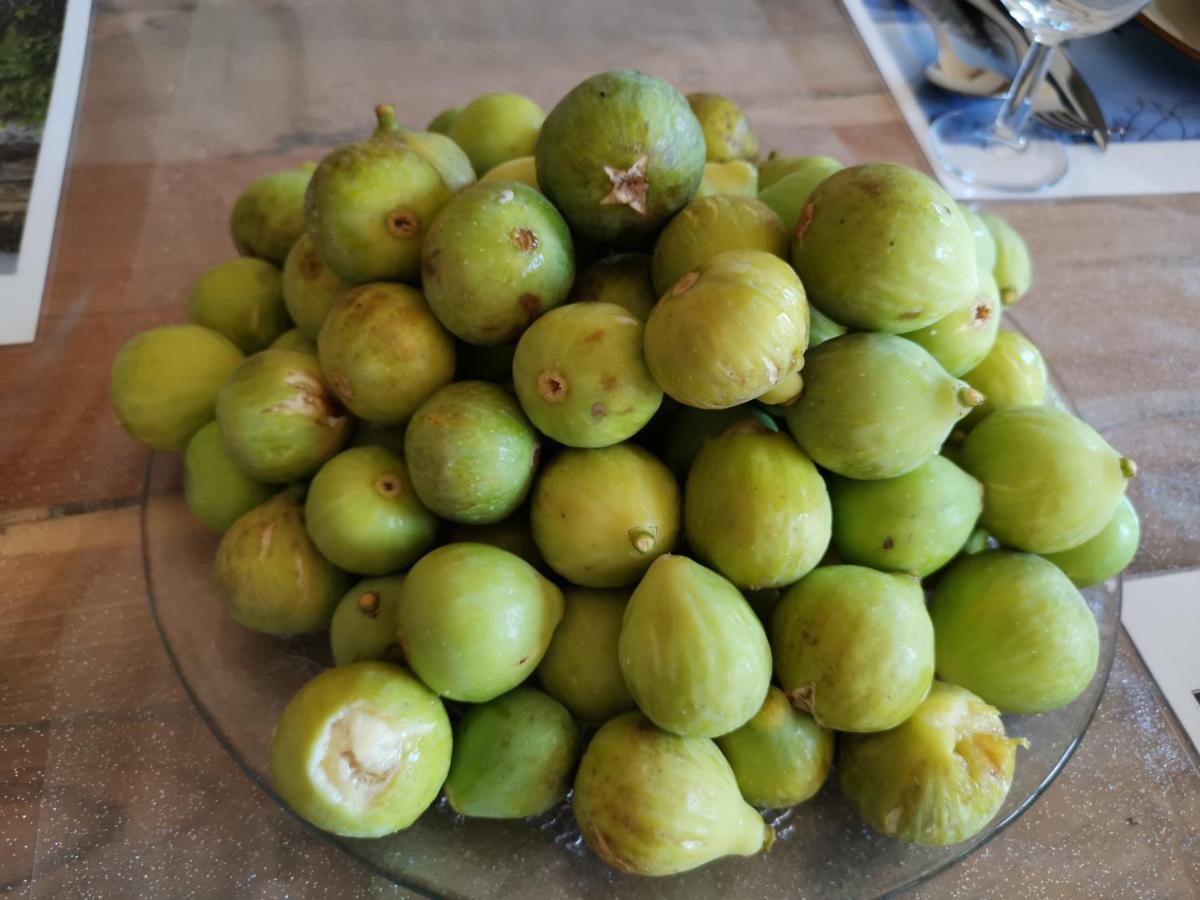 Masseria Le Querciole Fauglia Bagian luar foto